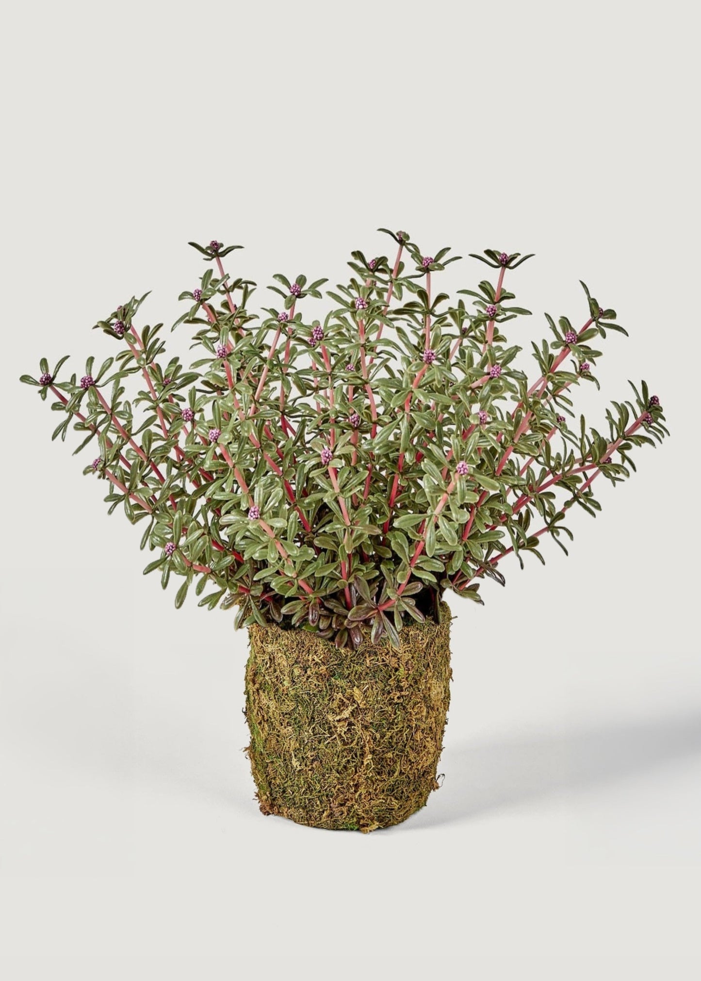 Artificial Drop-In Aeonium Succulent Plant - 14"