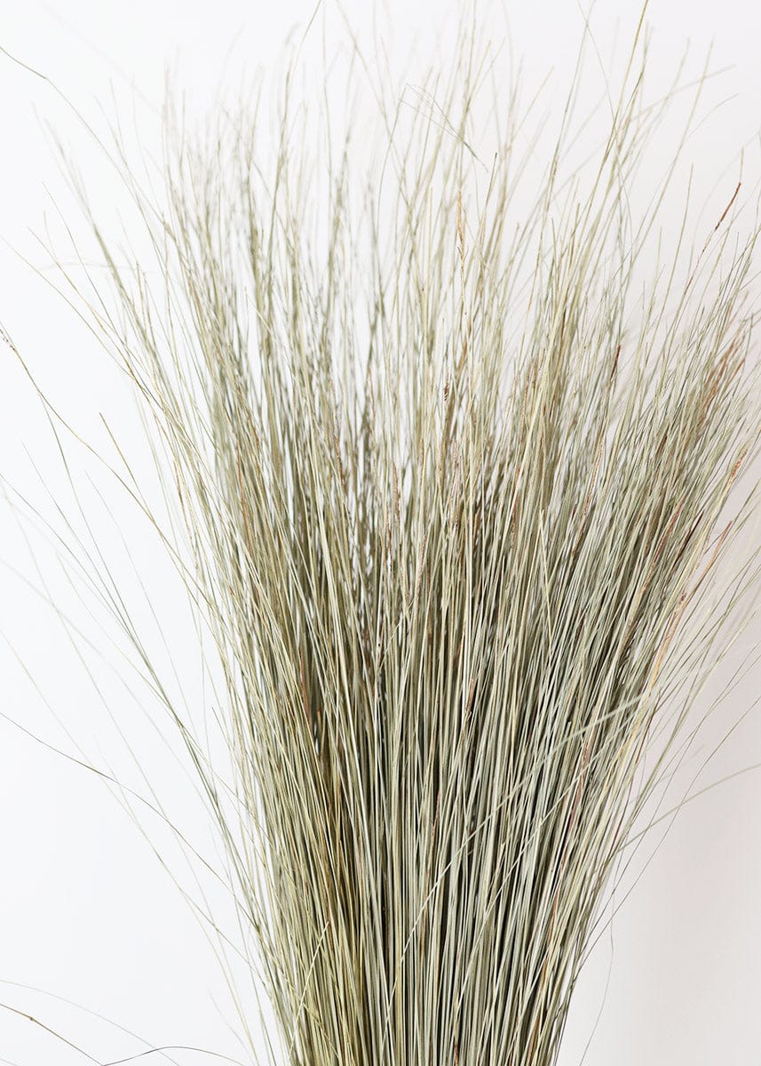 Preserved Coastal Dune Grass - 36"