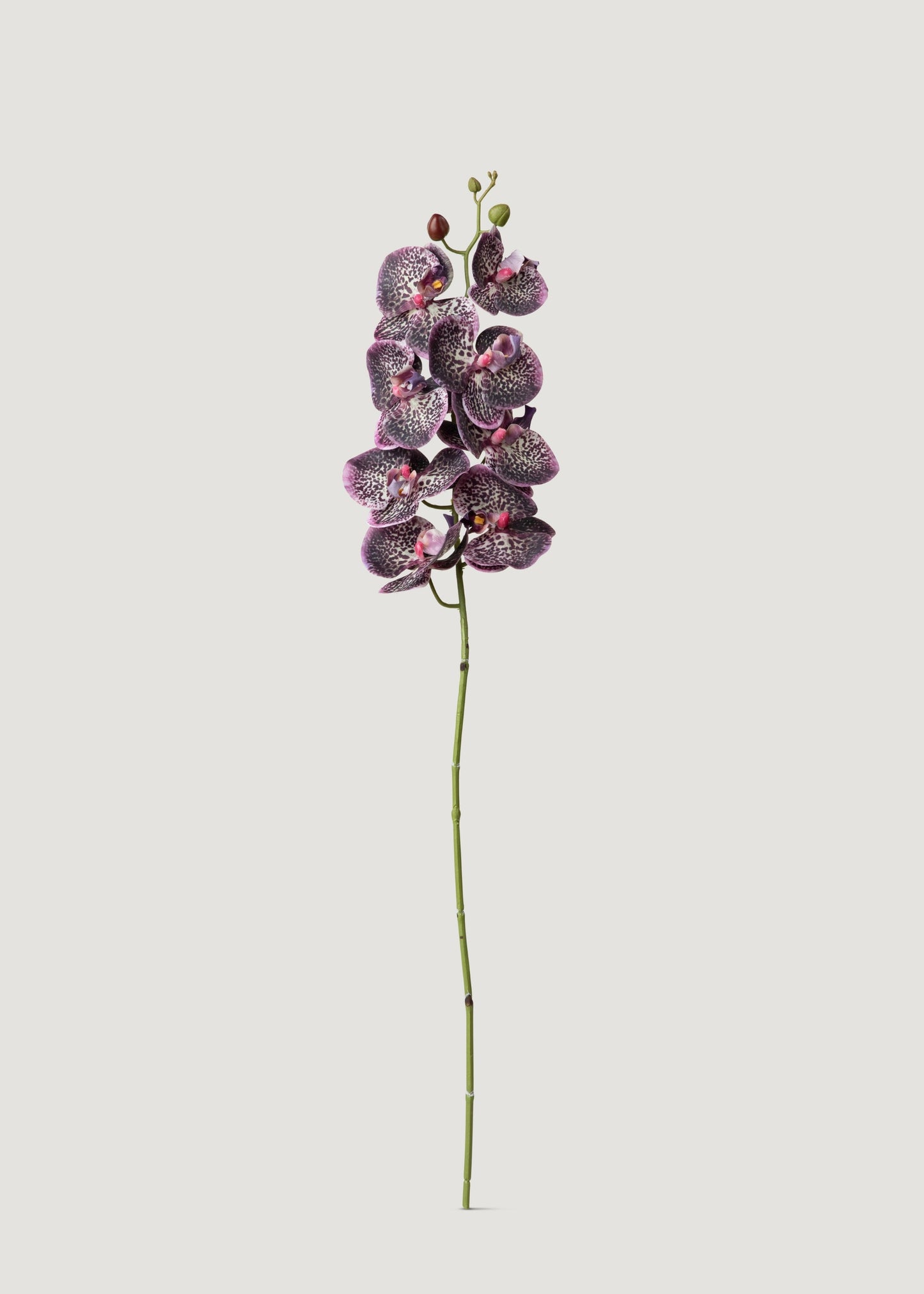 Real Touch Phalaenopsis Orchid in Plum - 35"