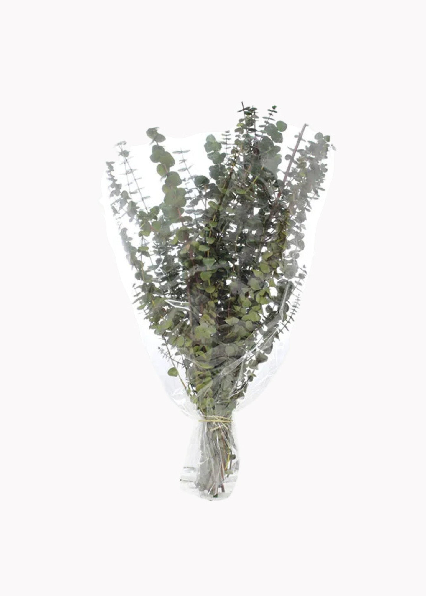 Preserved Eucalyptus Bundle - 1 lb