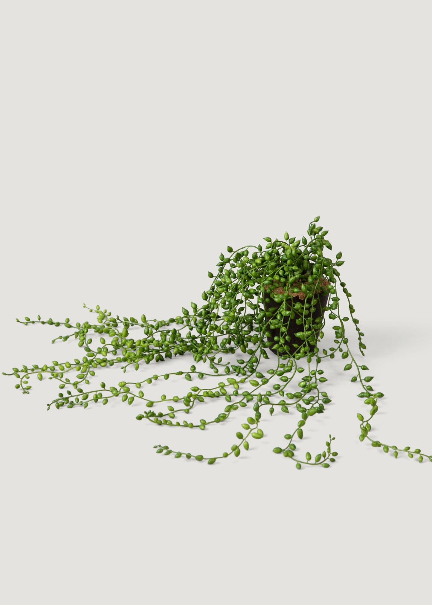 Faux String of Pearls Succulent Drop-In Plant - 17"