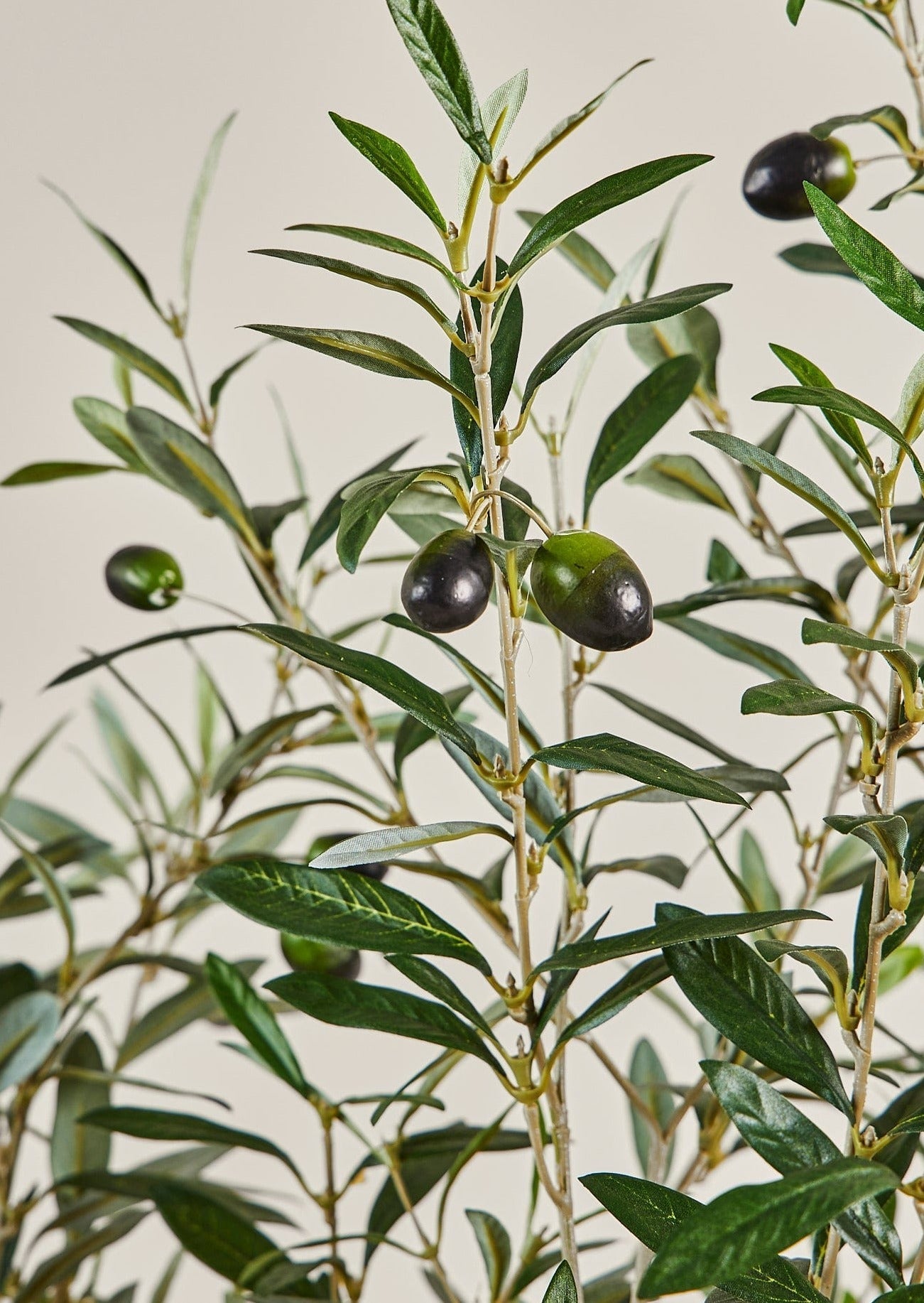 Faux Olive Tree Branch Potted Plant in Cement Pot - 72"