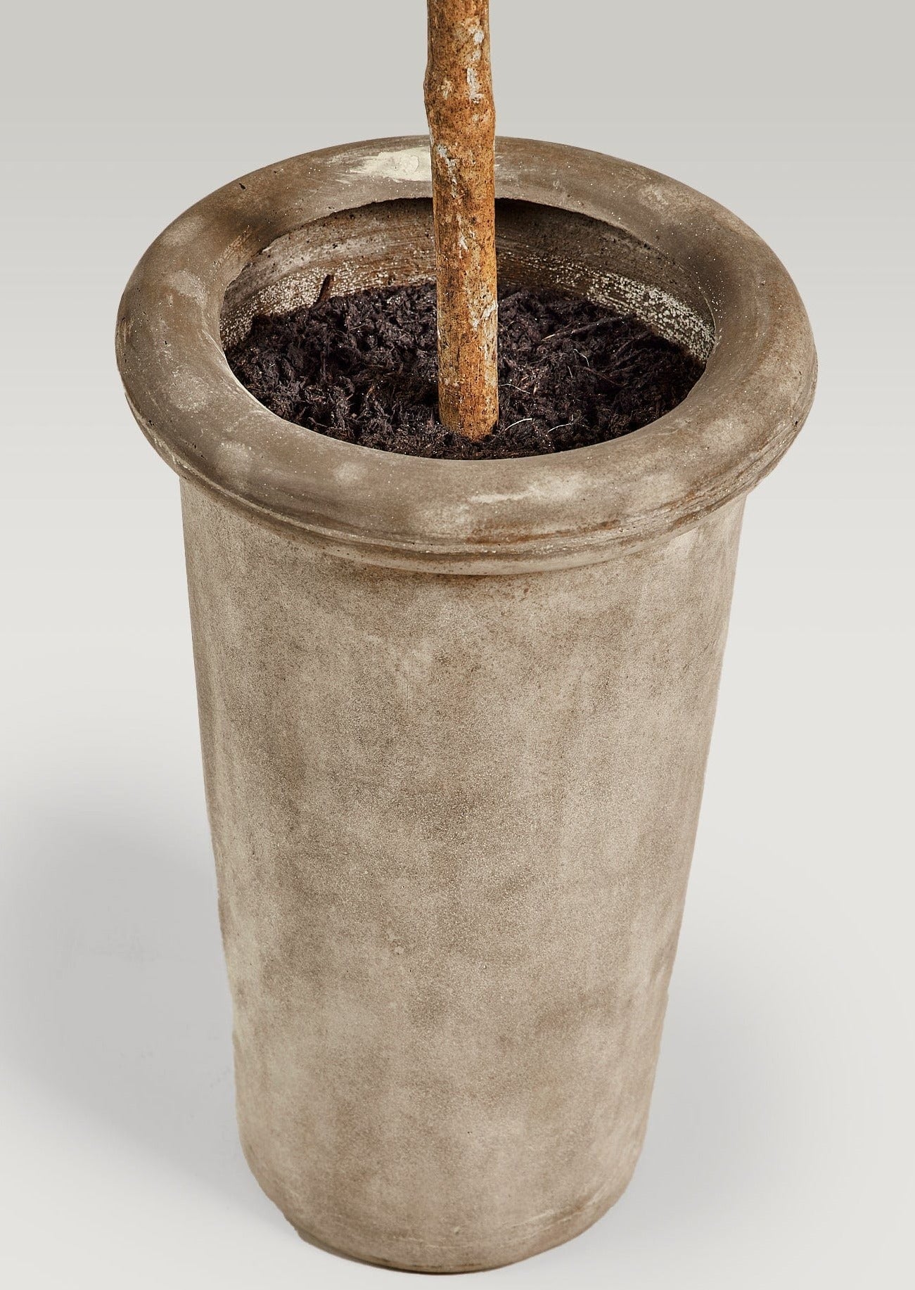 Faux Olive Tree Branch Potted Plant in Cement Pot - 72"