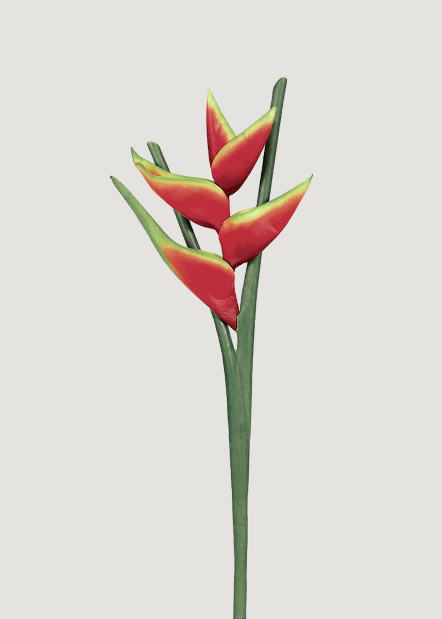 Faux Red Hawaiian Heliconia Tropical Flower - 34"