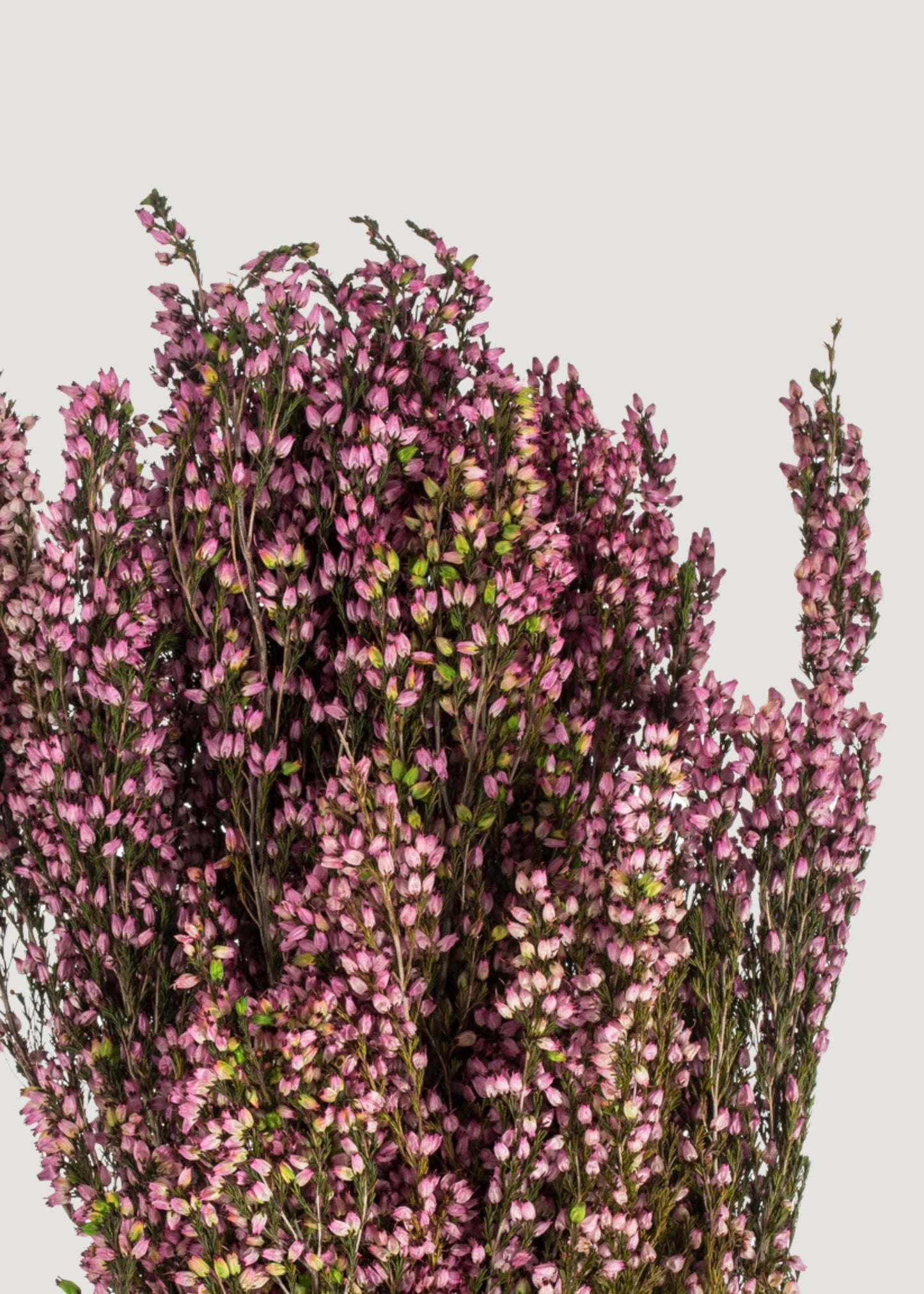 Dried Flowers Pink Preserved Heather Bundle - 18-20"