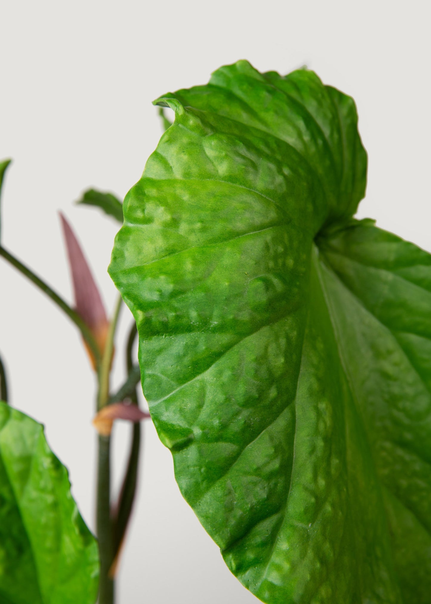 Artificial Tropical Alocasia Leaf Plant in Pot - 21"