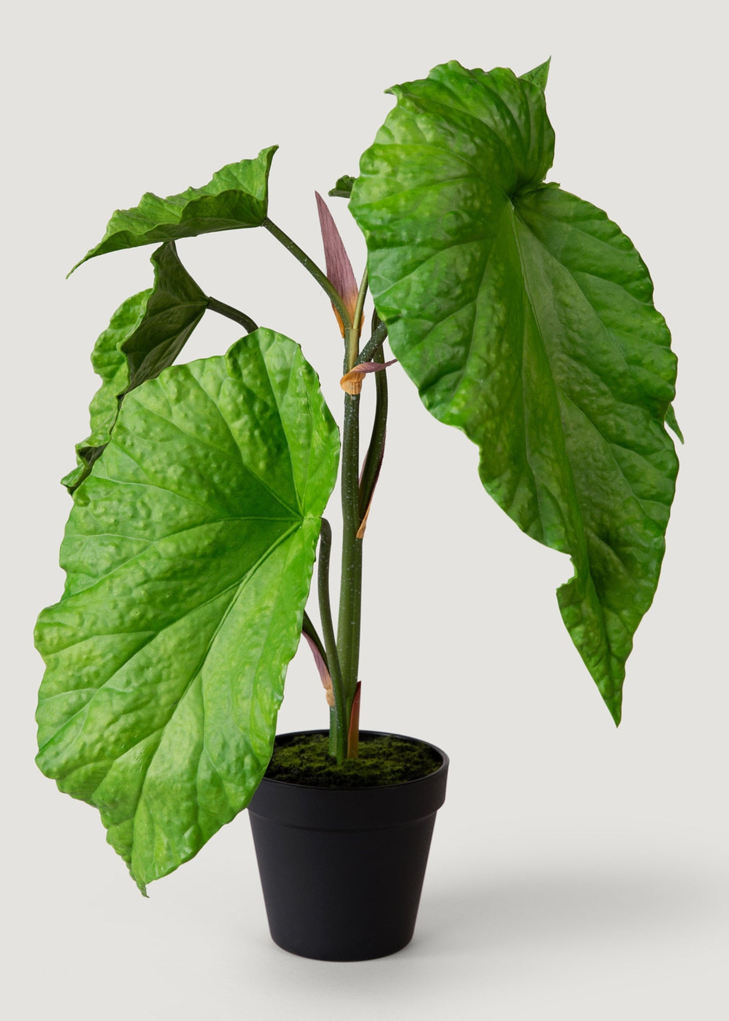 Artificial Tropical Alocasia Leaf Plant in Pot - 21"