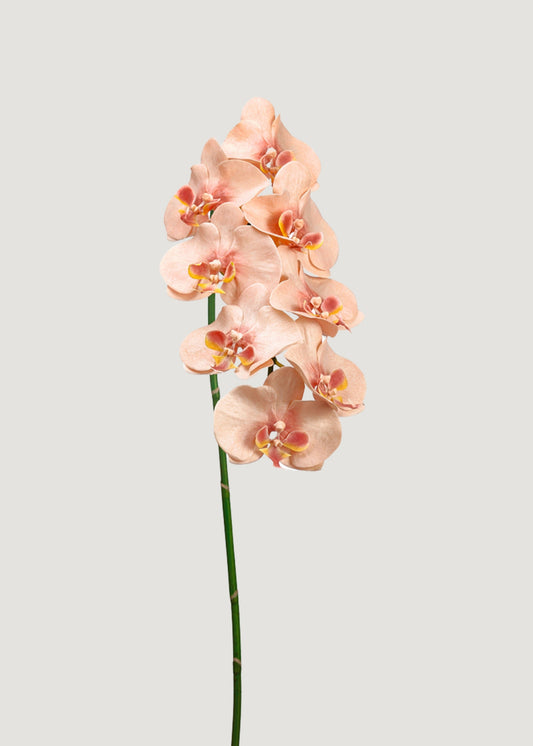 Faux Blooming Phalaenopsis Orchids in Peach Pink - 40"