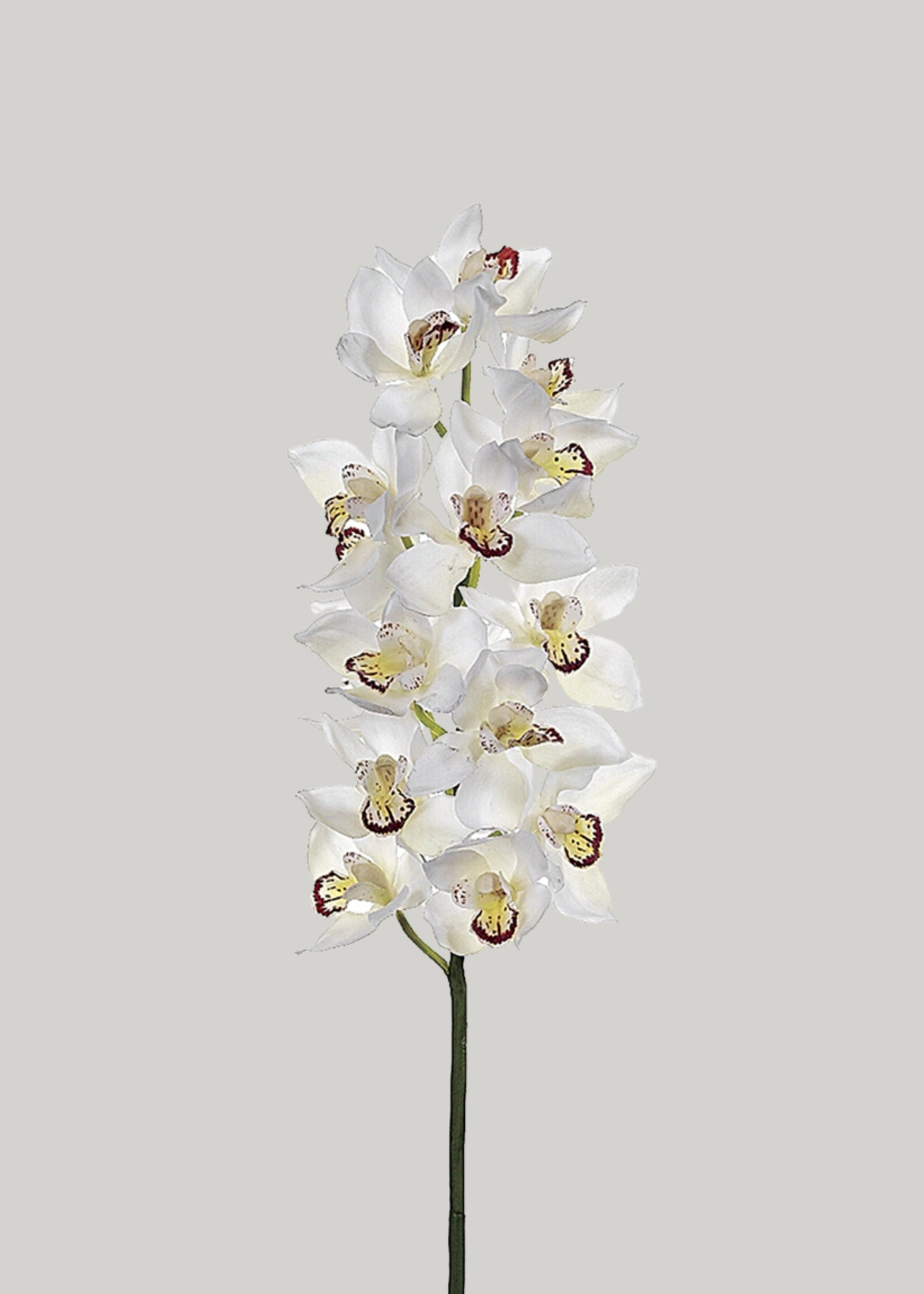 Deluxe Artificial Cymbidium Orchid in Cream - 34"