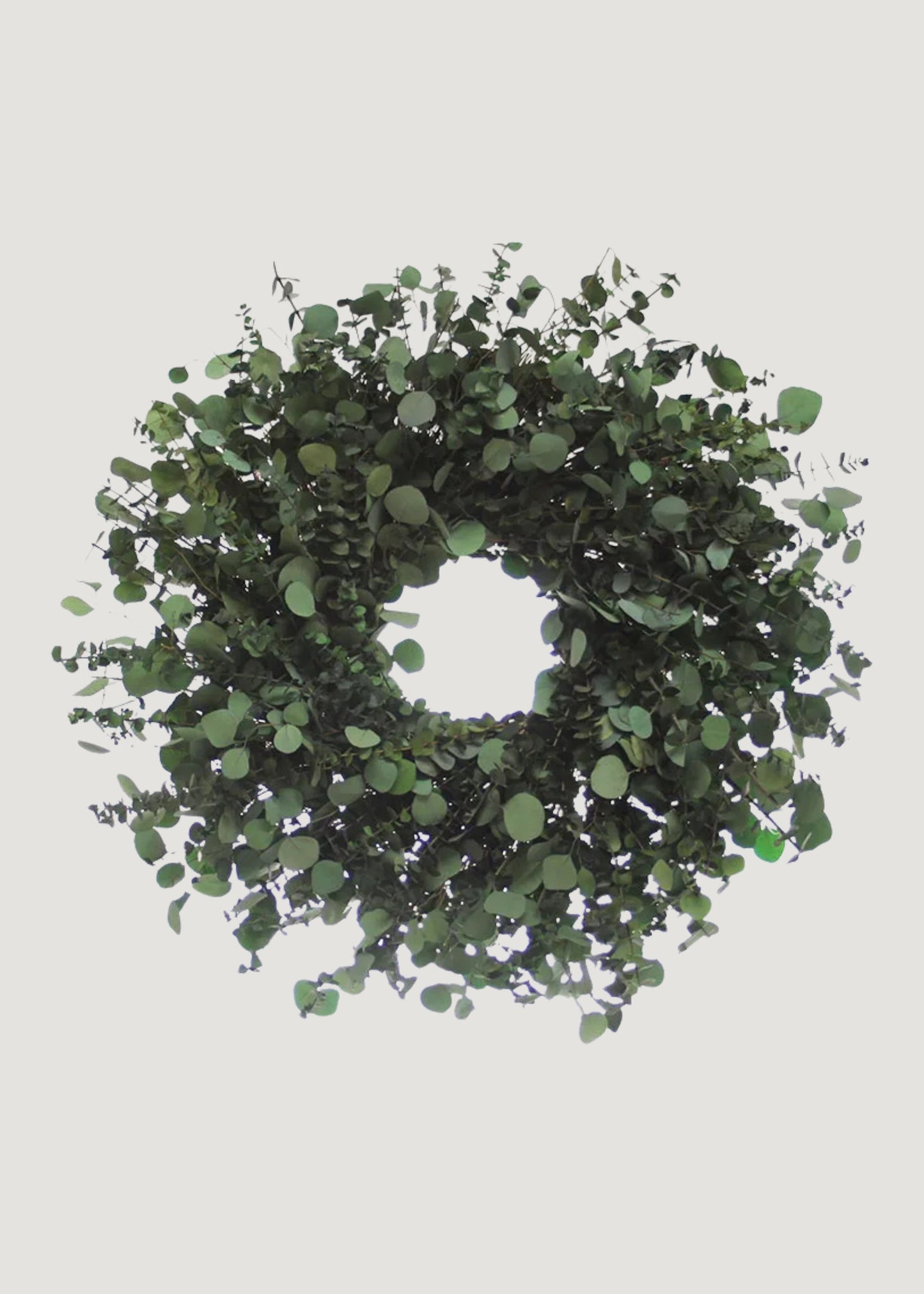 Preserved Eucalyptus and Silver Dollar Greenery Wreath - 30"