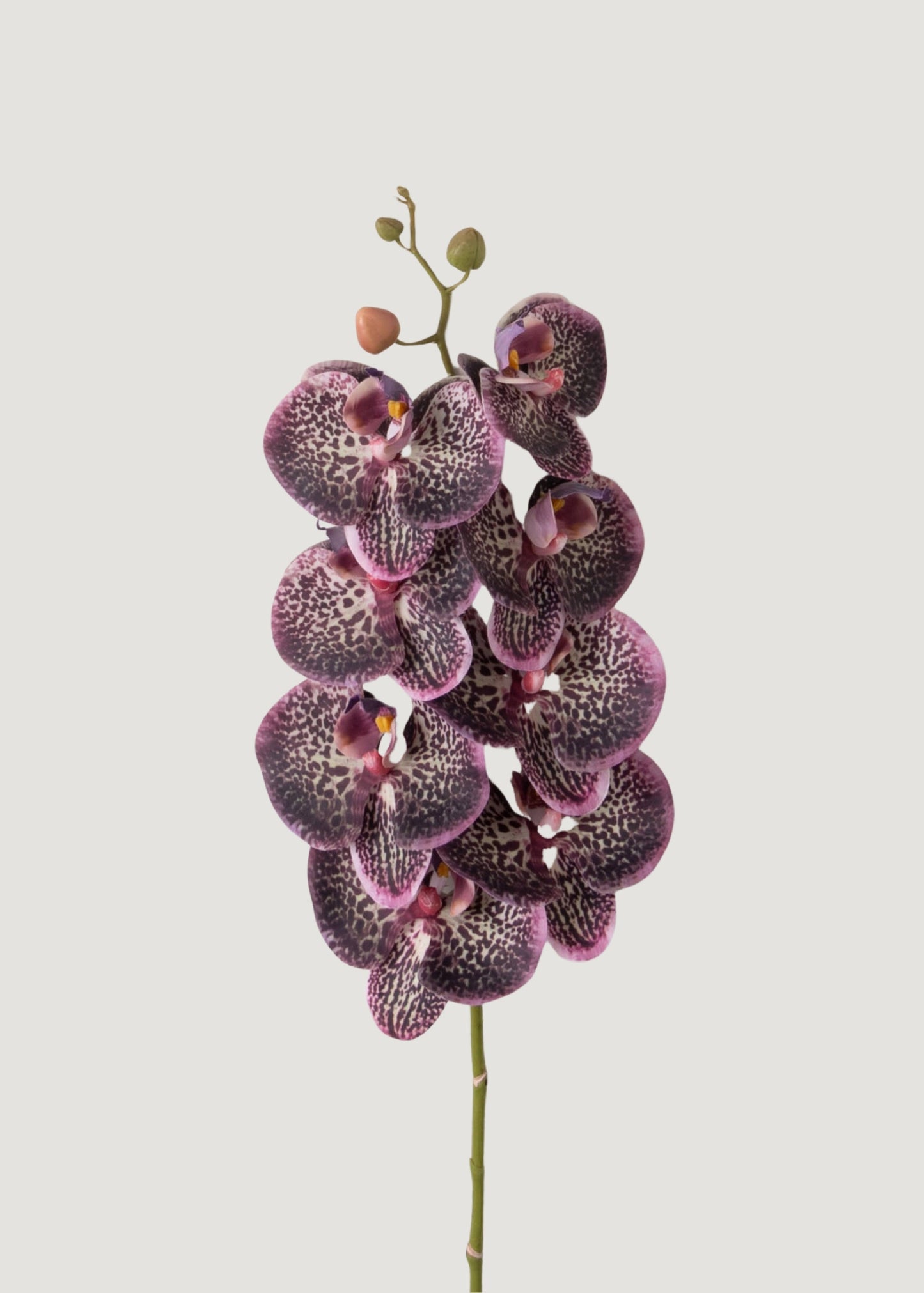 Real Touch Phalaenopsis Orchid in Plum - 35"